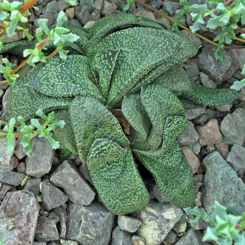 Plante gasteria nitida montrant ses caractéristiques typiques