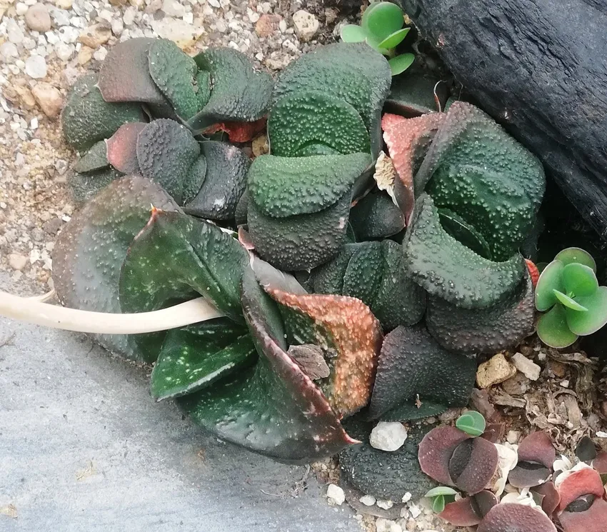 Plante gasteria nitida montrant ses caractéristiques typiques