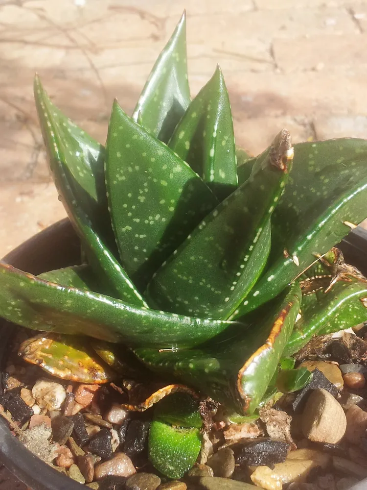 Plante gasteria nitida montrant ses caractéristiques typiques