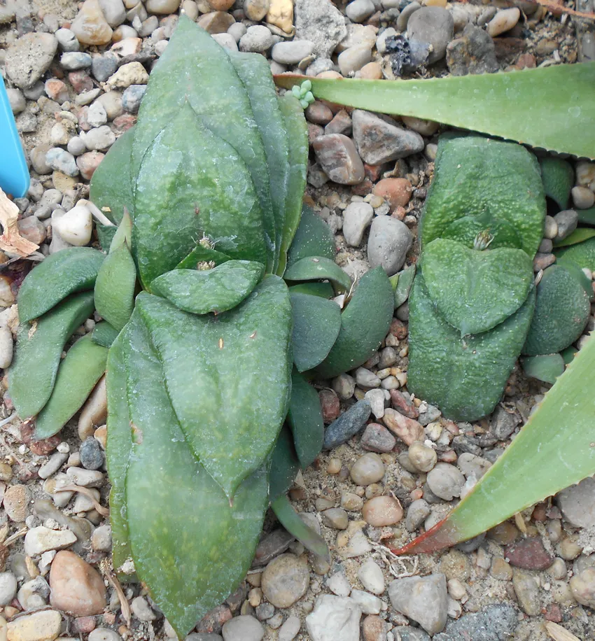 Plante gasteria nitida montrant ses caractéristiques typiques