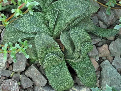 Image miniature gasteria nitida