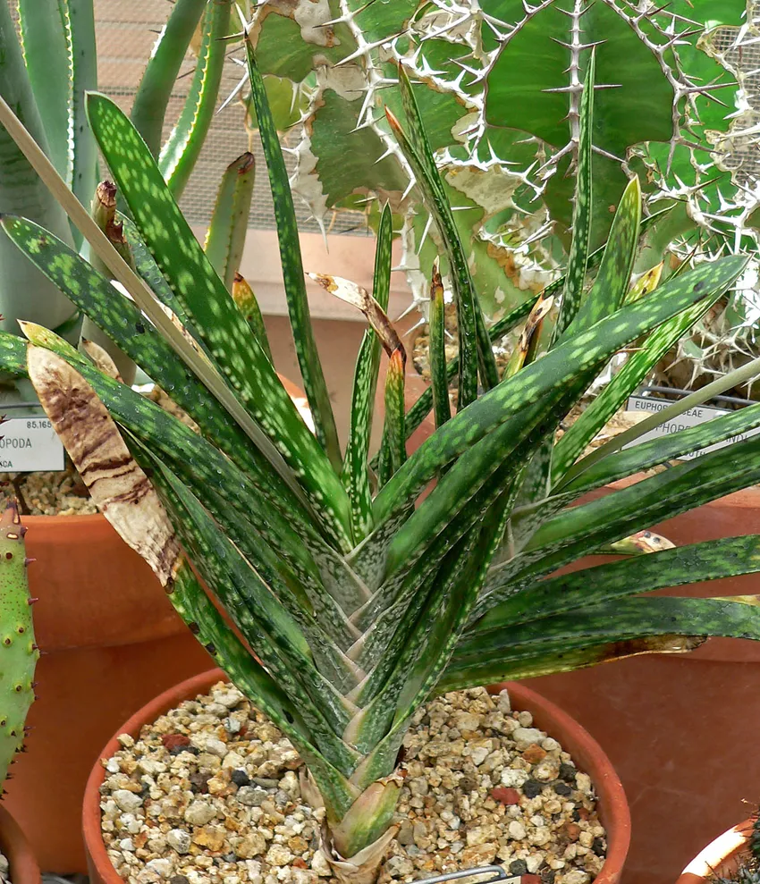 Plante gasteria obliqua montrant ses caractéristiques typiques
