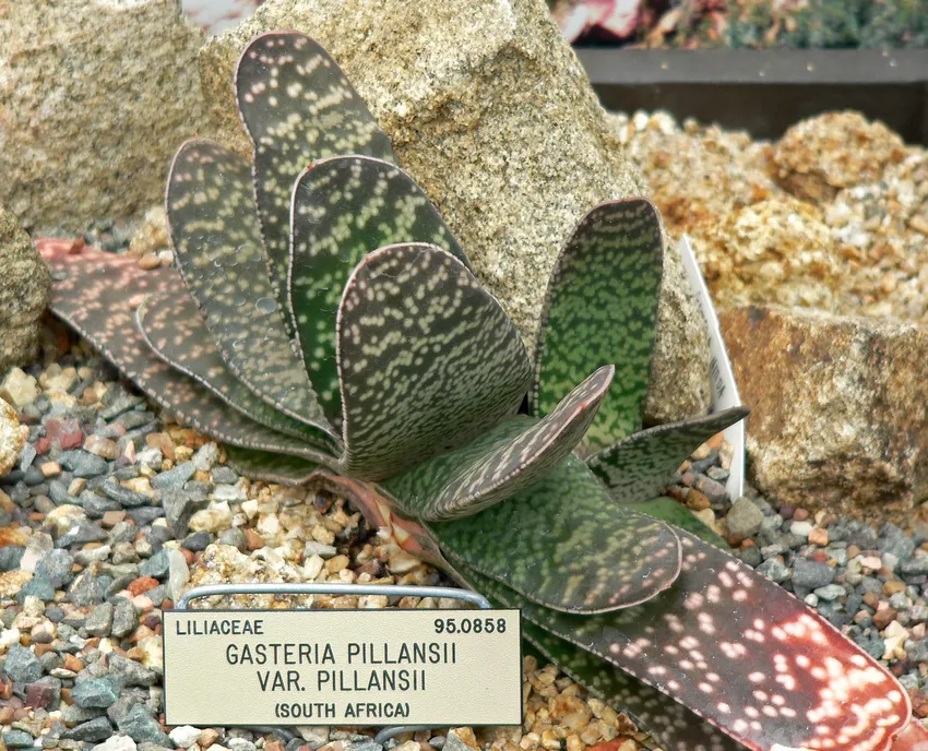 Plante gasteria pillansii montrant ses caractéristiques typiques