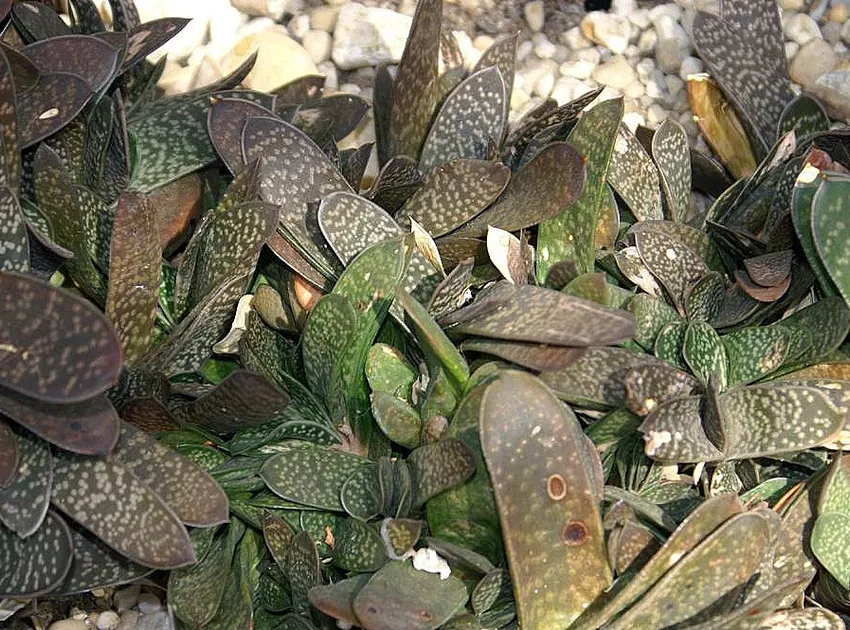 Plante gasteria pillansii montrant ses caractéristiques typiques