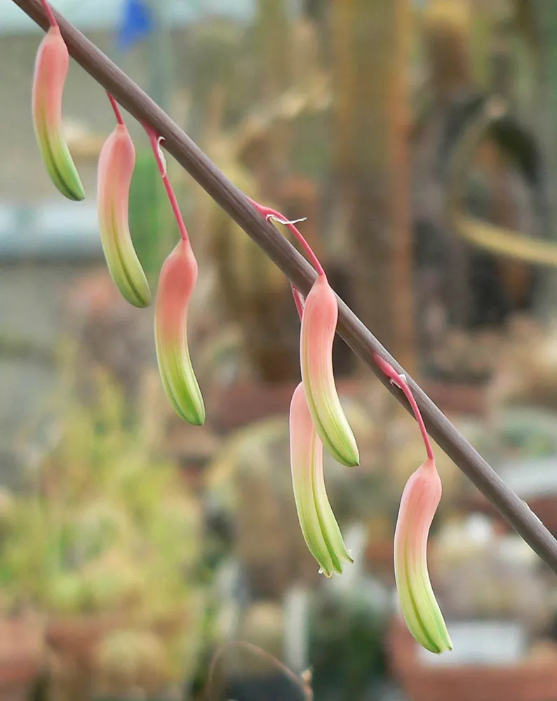 Plante gasteria pillansii montrant ses caractéristiques typiques
