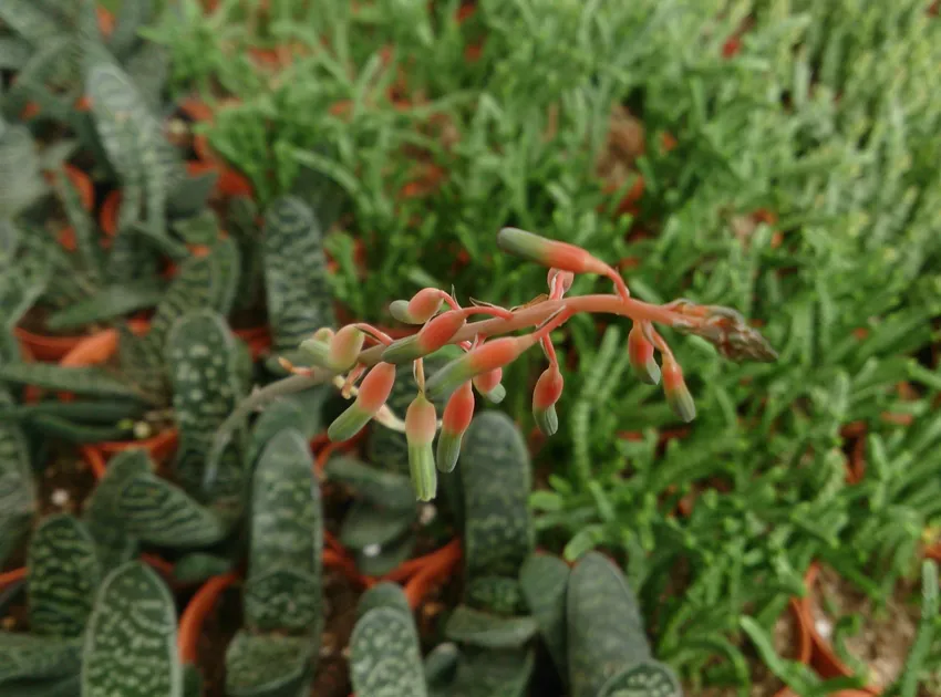 Plante gasteria pillansii montrant ses caractéristiques typiques