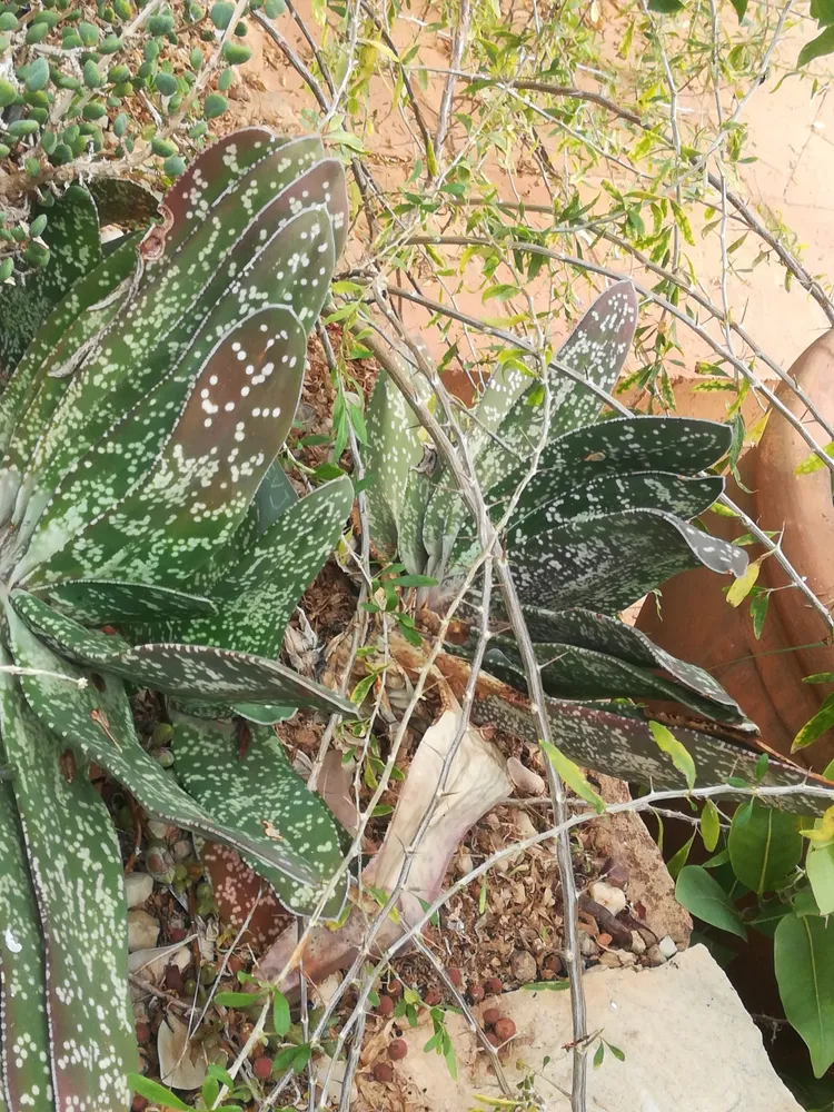 Plante gasteria pillansii montrant ses caractéristiques typiques