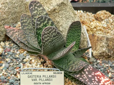 Image miniature gasteria pillansii