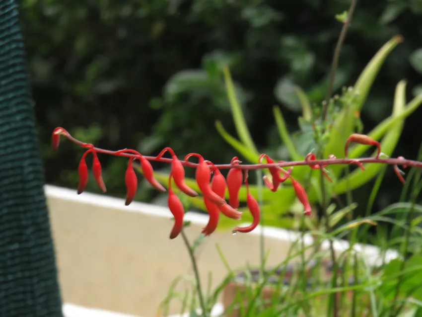 Plante gasteria pulchra montrant ses caractéristiques typiques