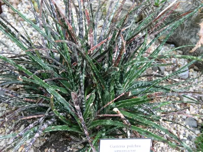 Image miniature gasteria pulchra
