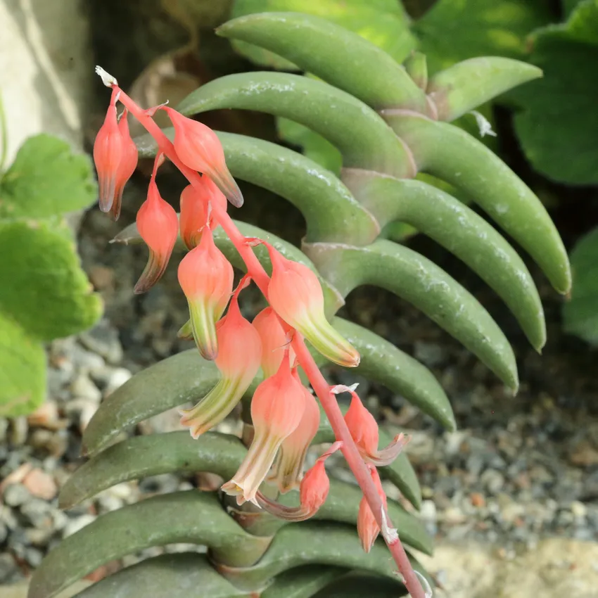 Plante gasteria rawlinsonii montrant ses caractéristiques typiques