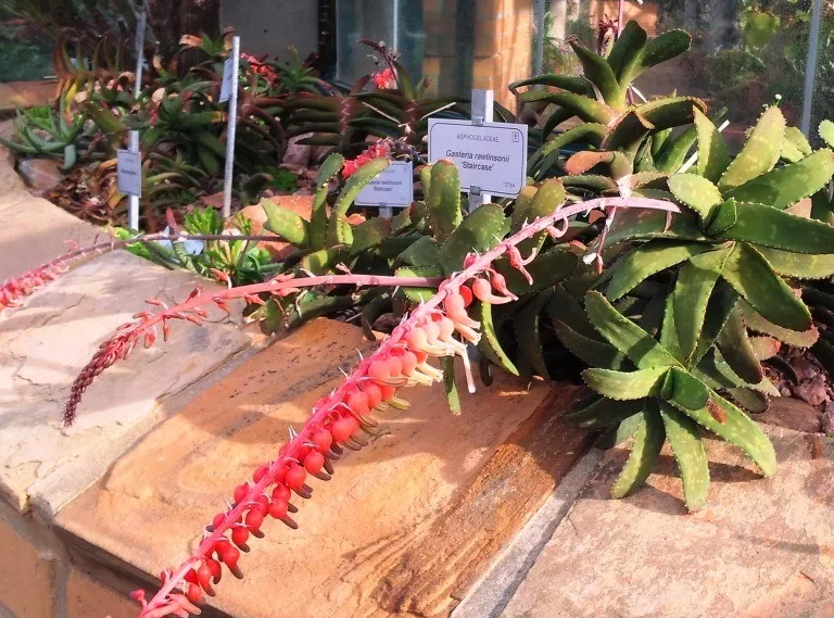 Plante gasteria rawlinsonii montrant ses caractéristiques typiques