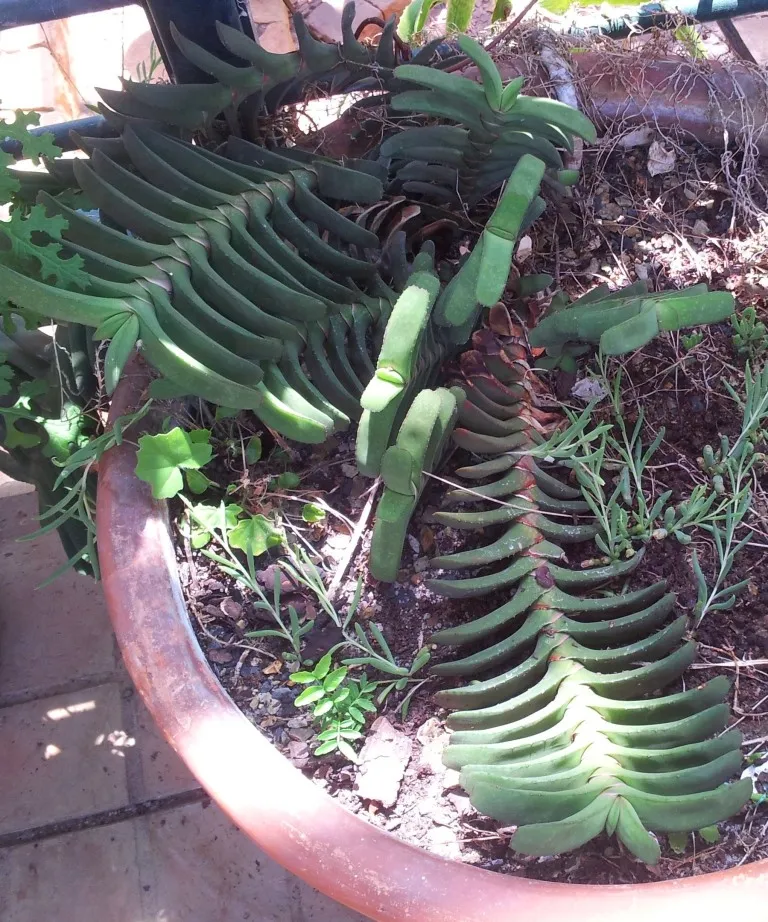 Plante gasteria rawlinsonii montrant ses caractéristiques typiques