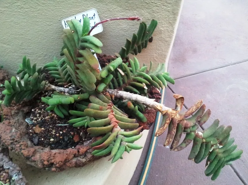 Plante gasteria rawlinsonii montrant ses caractéristiques typiques