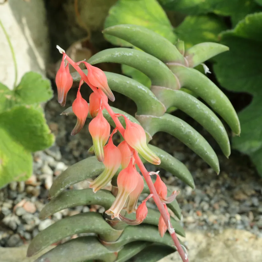 Plante gasteria rawlinsonii montrant ses caractéristiques typiques