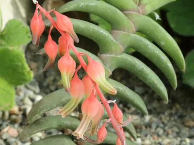 Image miniature gasteria rawlinsonii