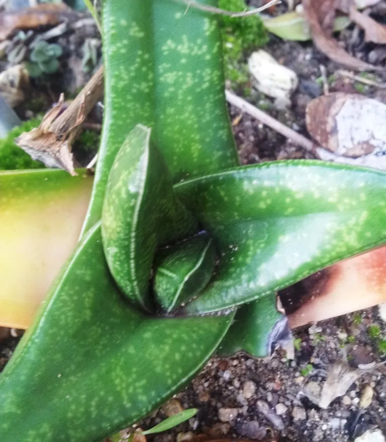 Plante gasteria tukhelensis montrant ses caractéristiques typiques