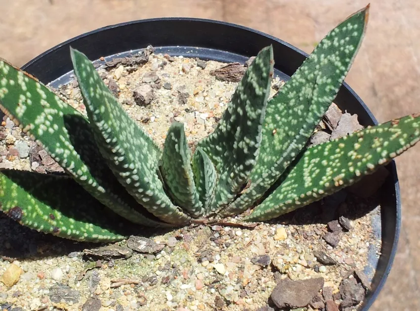 Plante gasteria verrucosa montrant ses caractéristiques typiques