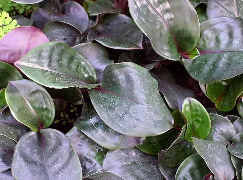geogenanthus ciliatus plant showing characteristic features
