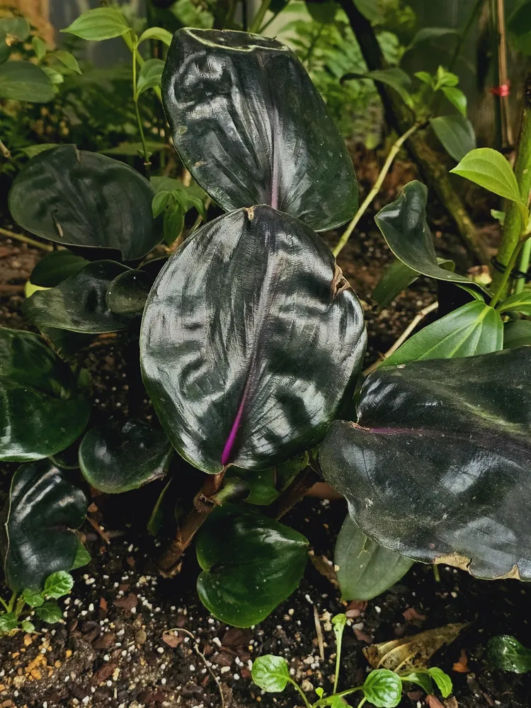 geogenanthus ciliatus plant showing characteristic features