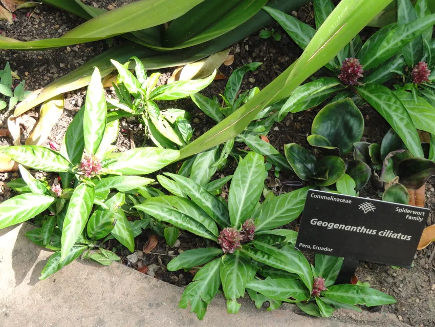 geogenanthus ciliatus plant showing characteristic features