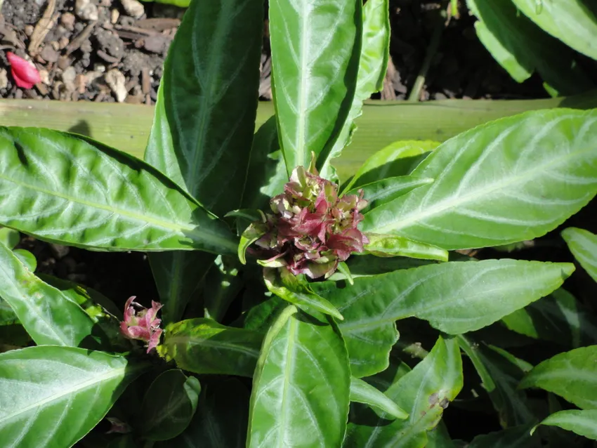 geogenanthus ciliatus plant showing characteristic features