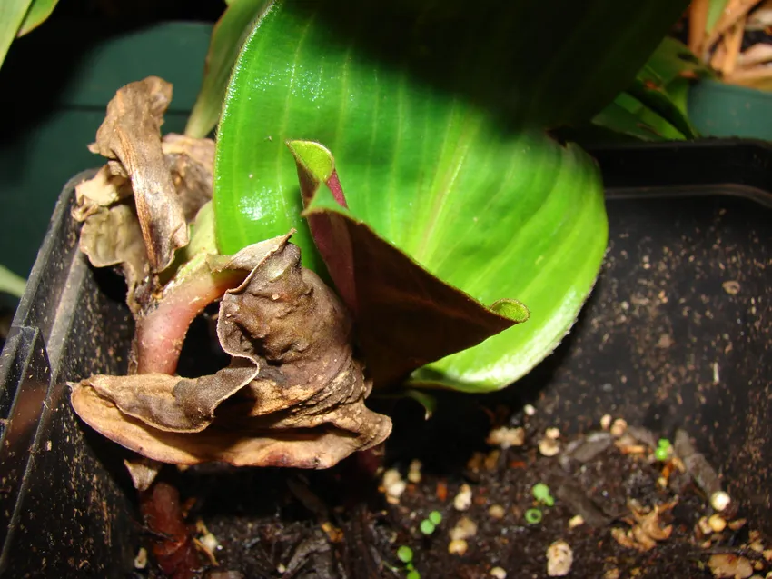 geogenanthus ciliatus plant showing characteristic features