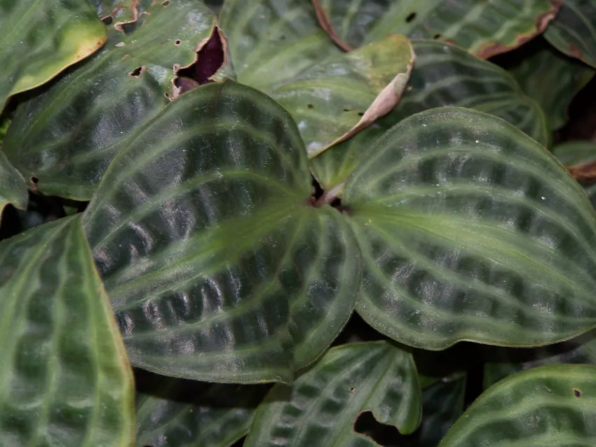 geogenanthus poeppigii plant showing characteristic features