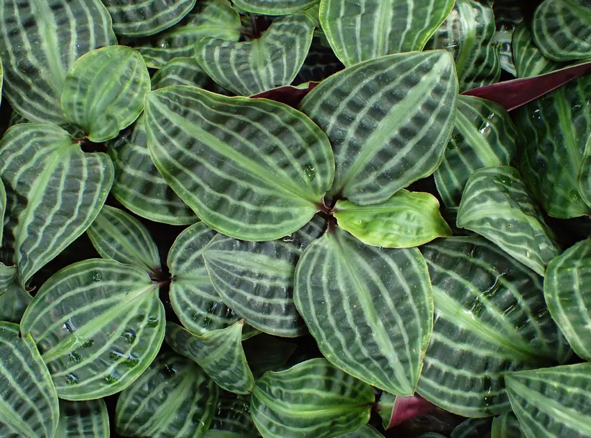 geogenanthus poeppigii plant showing characteristic features