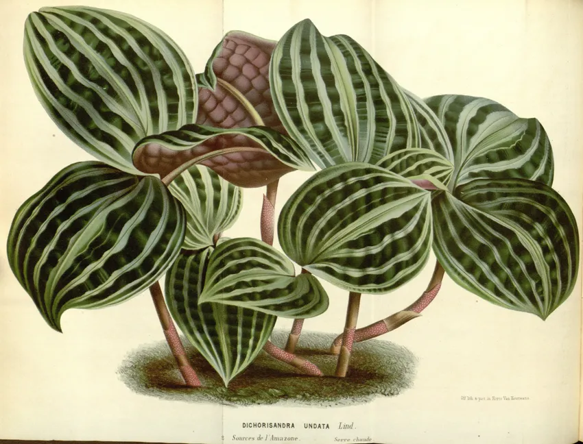 geogenanthus poeppigii plant showing characteristic features