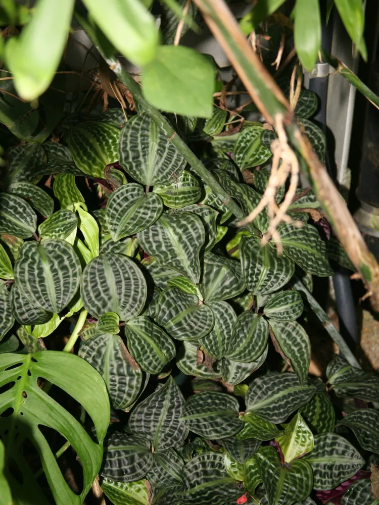 geogenanthus poeppigii plant showing characteristic features