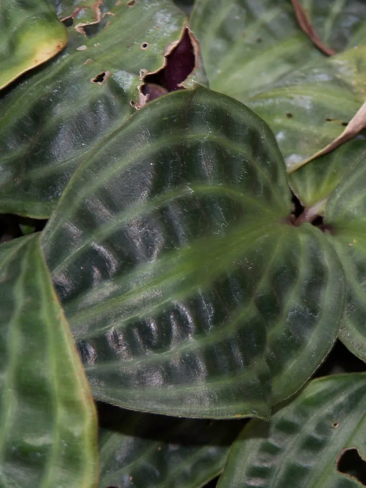 geogenanthus poeppigii plant showing characteristic features