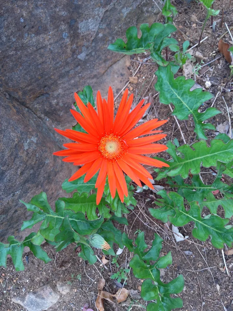 gerbera jamesonii plant showing characteristic features