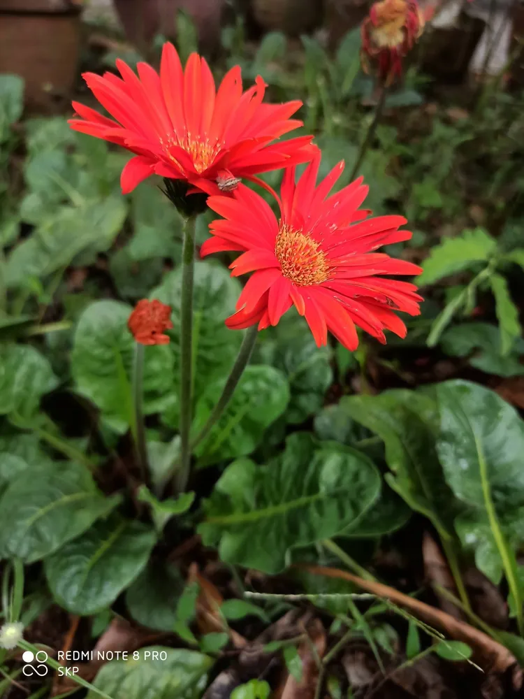 gerbera jamesonii plant showing characteristic features