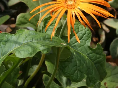 thumbnail gerbera jamesonii