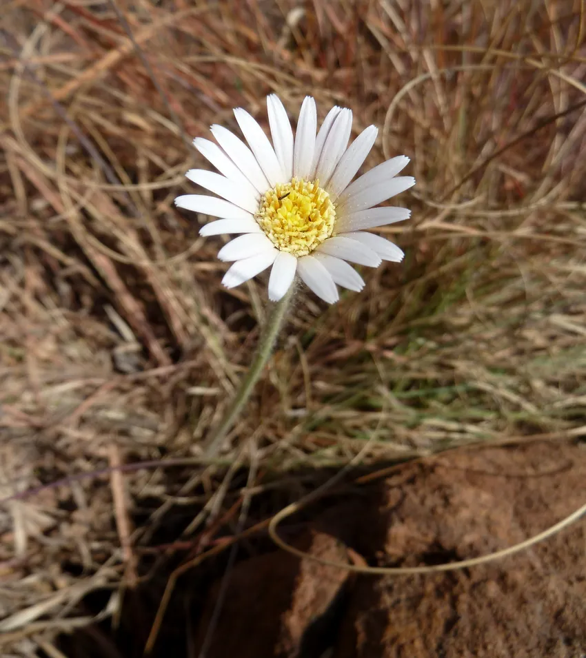 gerbera viridifolia plant showing characteristic features