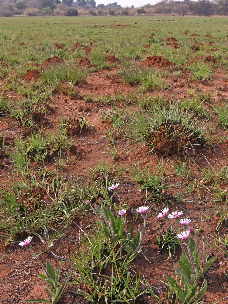gerbera viridifolia plant showing characteristic features