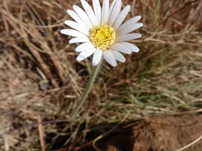 thumbnail gerbera viridifolia