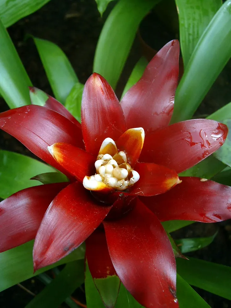 Plante guzmania lingulata montrant ses caractéristiques typiques