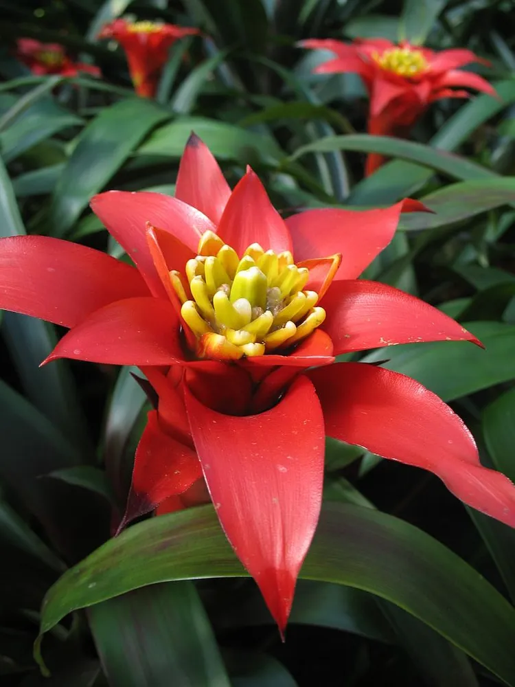 Plante guzmania lingulata montrant ses caractéristiques typiques