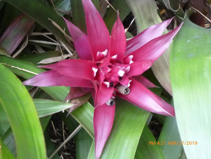 Plante guzmania lingulata montrant ses caractéristiques typiques