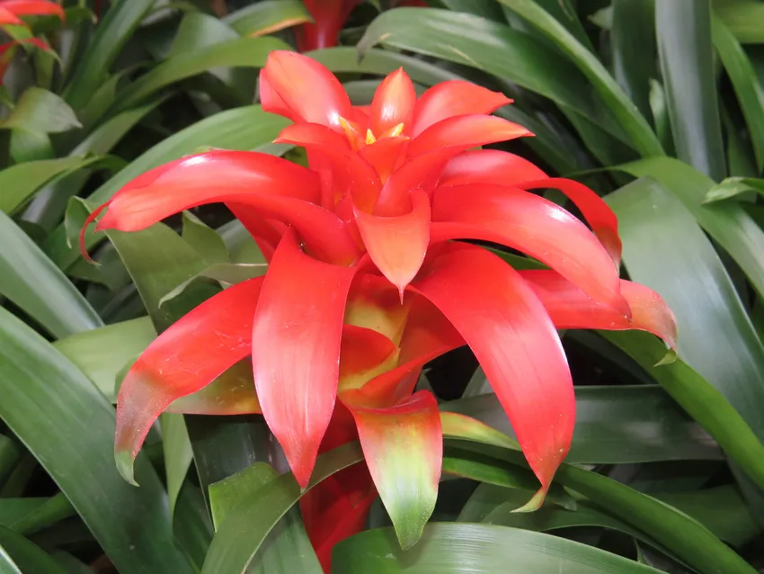 Plante guzmania lingulata montrant ses caractéristiques typiques