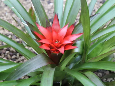 Image miniature guzmania lingulata