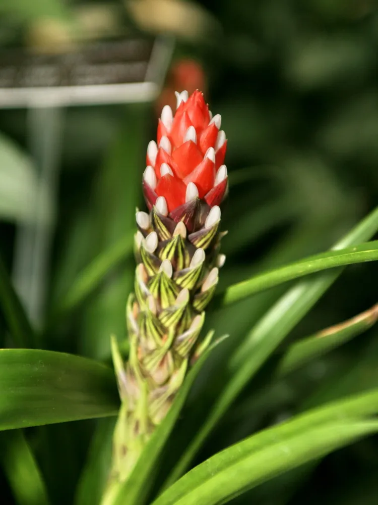 Plante guzmania monostachia montrant ses caractéristiques typiques