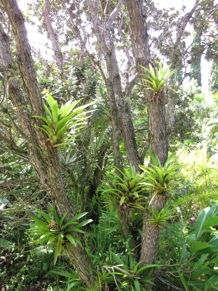 Plante guzmania monostachia montrant ses caractéristiques typiques