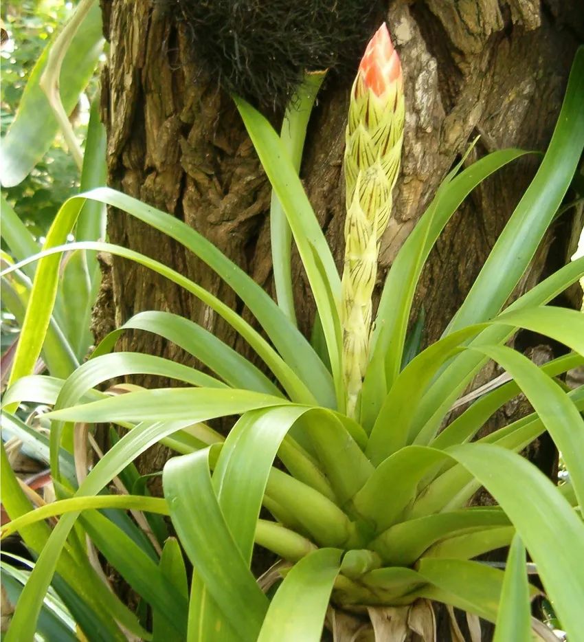 Plante guzmania monostachia montrant ses caractéristiques typiques