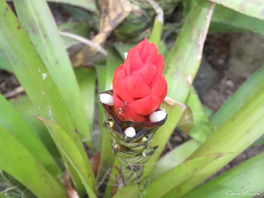 Plante guzmania monostachia montrant ses caractéristiques typiques