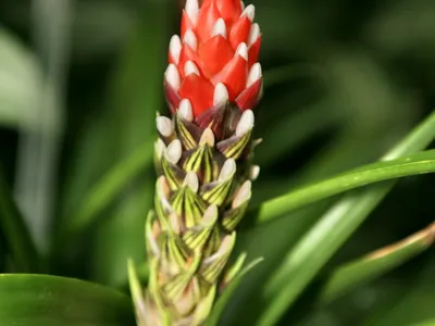 Image miniature guzmania monostachia