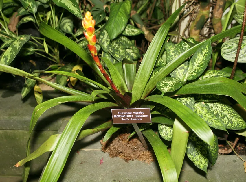Plante guzmania musaica montrant ses caractéristiques typiques