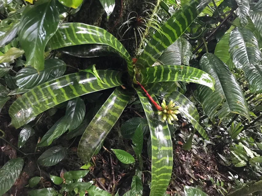 Plante guzmania musaica montrant ses caractéristiques typiques